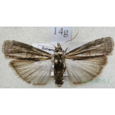 Phycita roborella (Denis & Schiffermüller, 1775) Czech14g